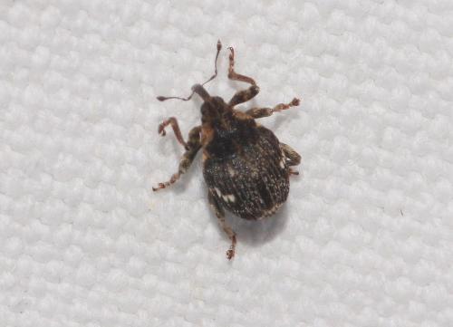 Réf. 277 058 : Nedyus quadrimaculatus